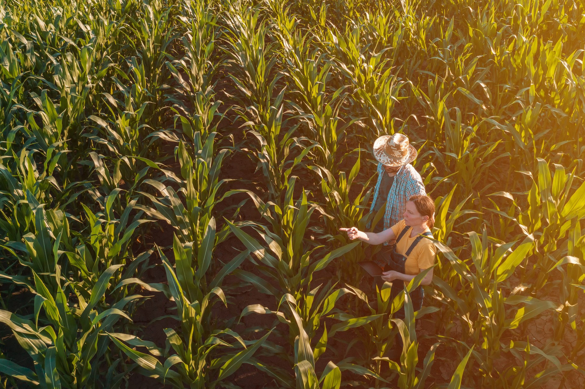 Female agronomist with tablet computer advising corn farmer in field